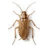 Cockroach Control
