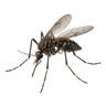 Mosquito Control