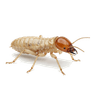 Termite Control